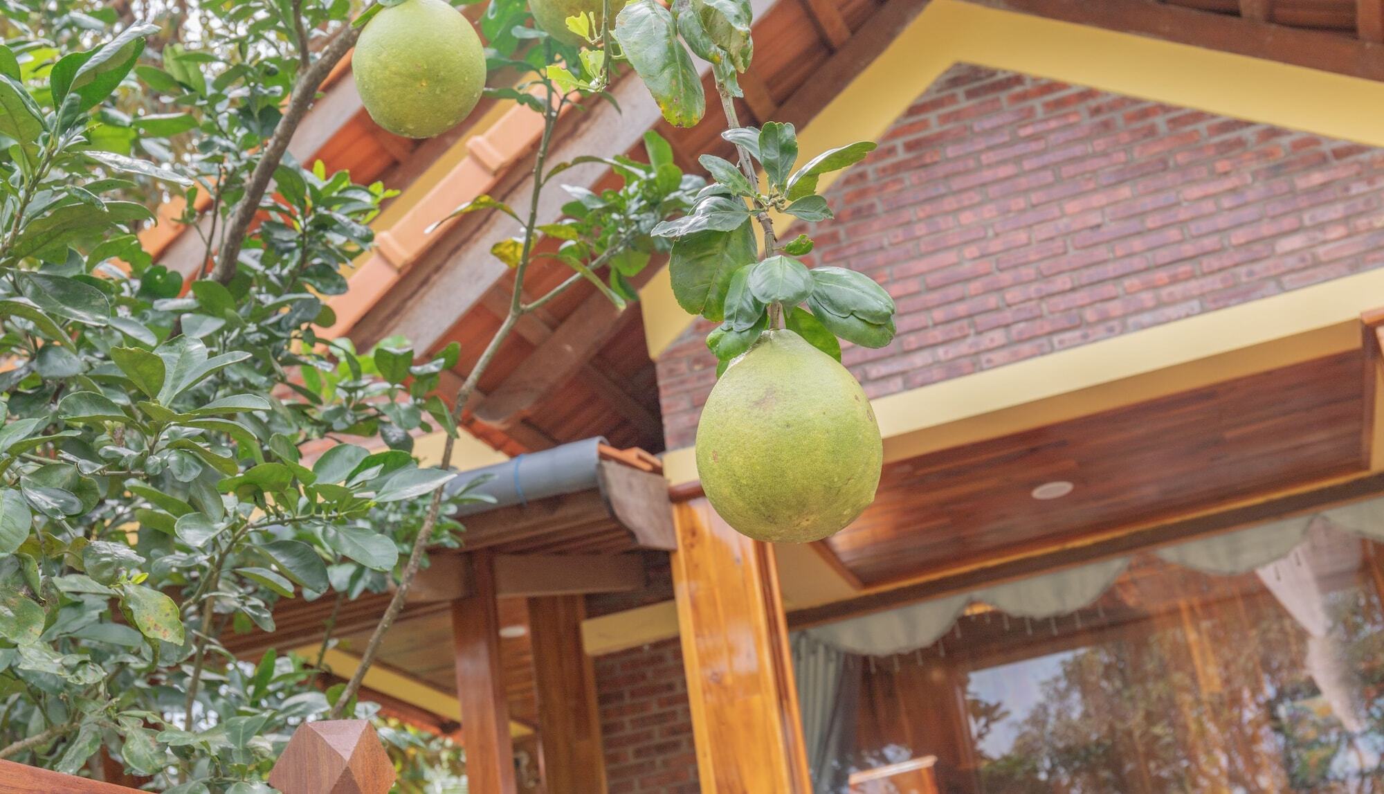 Pomelo Garden Homestay